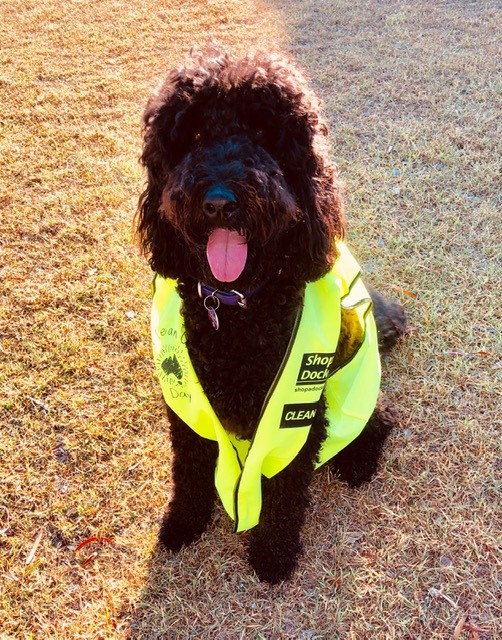 Image: Dog at Clean Up Australia event
